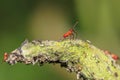 Baby Box elder bugs on the leaf