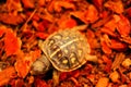 Baby box turtle Royalty Free Stock Photo