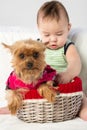 Baby boy with a dog in a wicker basket in studio, Royalty Free Stock Photo