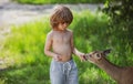 Baby boy feed fawn deer in park. Pretty kid with wild wildlife animal at outdoor. Kids adaptation concept. Royalty Free Stock Photo