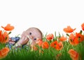 Baby boy in gras on a meadow