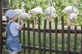 Baby boy looking Greater flamingoes in zoo