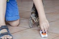 Baby boy plays with cute little cat of tabby color on the ceramic floor with children toy car. Royalty Free Stock Photo