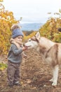 Baby boy in vineyard with husky dog Royalty Free Stock Photo