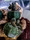 Baby brazilian green turtle