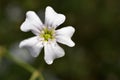 Baby breath flowers Gypsophila paniculata Royalty Free Stock Photo