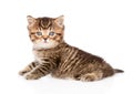 Baby british tabby kitten looking at camera. isolated Royalty Free Stock Photo