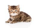 Baby british tabby kitten looking at camera. isolated Royalty Free Stock Photo