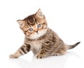 Baby british tabby kitten looking at camera. Royalty Free Stock Photo