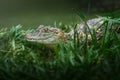 Baby Broad-snouted Caiman - Alligator Hatchling Royalty Free Stock Photo