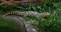 Baby Broad-snouted Caiman - Alligator Hatchling Royalty Free Stock Photo