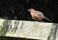 baby brown blackbird perching garden bench seat chair wooden park forest wildlife birds Royalty Free Stock Photo