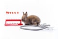 Baby brown bunny with rack of empty tube sampling and stethoscope isolated on white background