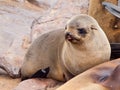 Baby brown fur seal, Arctocephalus pusillus, lying on the rock, Cape Cross Colony, Skeleton Coast, Namibia, Africa Royalty Free Stock Photo