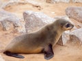 Baby brown fur seal, Arctocephalus pusillus, lying on the rock, Cape Cross Colony, Skeleton Coast, Namibia, Africa Royalty Free Stock Photo