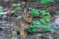 Baby brown hare or bunny on forest floor.