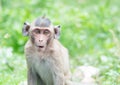 Baby brown monkeys Royalty Free Stock Photo