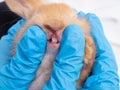 Baby brown rabbit teeth examined by veterinarian doctor. Royalty Free Stock Photo