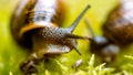 Baby snail on the grass Royalty Free Stock Photo