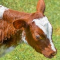 Baby Brown and White Calf