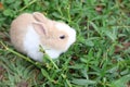 Baby brown and white rabbit is on the grass Royalty Free Stock Photo