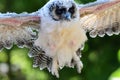 Baby brown wood owl strix leptogrammica