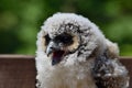 Baby brown wood owl strix leptogrammica