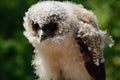 Baby brown wood owl strix leptogrammica