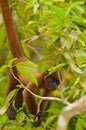 Baby Brown Woolly Monkey Royalty Free Stock Photo