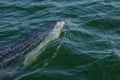 Baby Bryde's Whale quickly swim to the water surface to exhale b Royalty Free Stock Photo