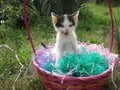 Easter kitty in basket