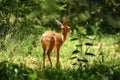 Baby Buck Royalty Free Stock Photo