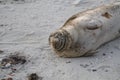 Baby Seal in the sand at Children\'s Pool Beach - Pacific Harbor Seal