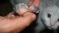 Baby budgie parrot with stomach full with cat background .