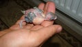 Baby budgie parrot with stomach full, crop. wildlife vet. Australian bird
