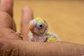 Baby Budgie in a Human Hand