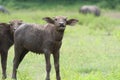 Baby buffalo Royalty Free Stock Photo