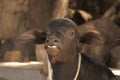 Baby buffalo in the domestic farm,black baby buffalo in village,Buffalo calf in farm, selective focus Royalty Free Stock Photo