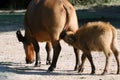 Baby buffalo drinking milk Royalty Free Stock Photo