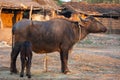 Baby Buffalo drinking milk from mother. Royalty Free Stock Photo