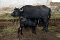 Baby Buffalo drinking milk from mother. Royalty Free Stock Photo