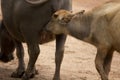 Baby buffalo feeding Royalty Free Stock Photo