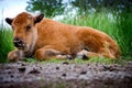 Baby Buffalo Laying Royalty Free Stock Photo