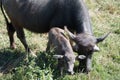 Baby buffalo and mom Royalty Free Stock Photo