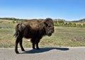 Baby Buffalo Royalty Free Stock Photo