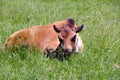 Baby Buffalo Royalty Free Stock Photo