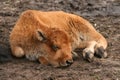 Baby buffalo sleeping