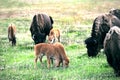 Baby Buffalo Royalty Free Stock Photo