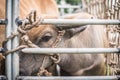 Baby buffaloes are taken into a pickup truck to be sold at a cattle market in Khao Mai Kaeo, Chonburi Province, Thailand