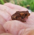 A baby bullfrog sitting upon my hand
